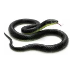 RZA Realistic Black Rubber Snake Toy (28-inch) at ₹29 | Amazon Deal RZA Realistic Black Rubber Snake Toy (28-inch) at ₹29 | Amazon Deal