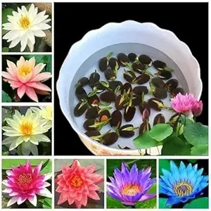 Amazon Lotus Flower Seeds Pack of 25 at Rs 99 Amazon Lotus Flower Seeds Pack of 25 at Rs 99