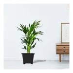 TrustBasket EarthBox-6 Square Plastic Planters (Set of 3) at ₹151 | Amazon Deal TrustBasket EarthBox-6 Square Plastic Planters (Set of 3) at ₹151 | Amazon Deal