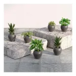 Lifelong Set of 6 Home Decor Flower Pots for Living Room & Balcony, 6 Inch, Indoor & Outdoor for Small Plants at ₹187 | Amazon Deal Lifelong Set of 6 Home Decor Flower Pots for Living Room & Balcony, 6 Inch, Indoor & Outdoor for Small Plants at ₹187 | Amazon Deal