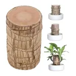 Oriley Brazilian Bamboo Lucky Wood Stick Live Plant, Feng Shui Decor at ₹99 | Amazon Deal Oriley Brazilian Bamboo Lucky Wood Stick Live Plant, Feng Shui Decor at ₹99 | Amazon Deal