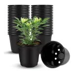 Plastic Flower Nursery Pots 3 Inch (Pack of 40) at ₹222 | Amazon Deal Plastic Flower Nursery Pots 3 Inch (Pack of 40) at ₹222 | Amazon Deal