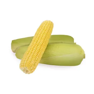 Fresh Sweet Corn 2 Pieces Pack Fresh Sweet Corn 2 Pieces Pack